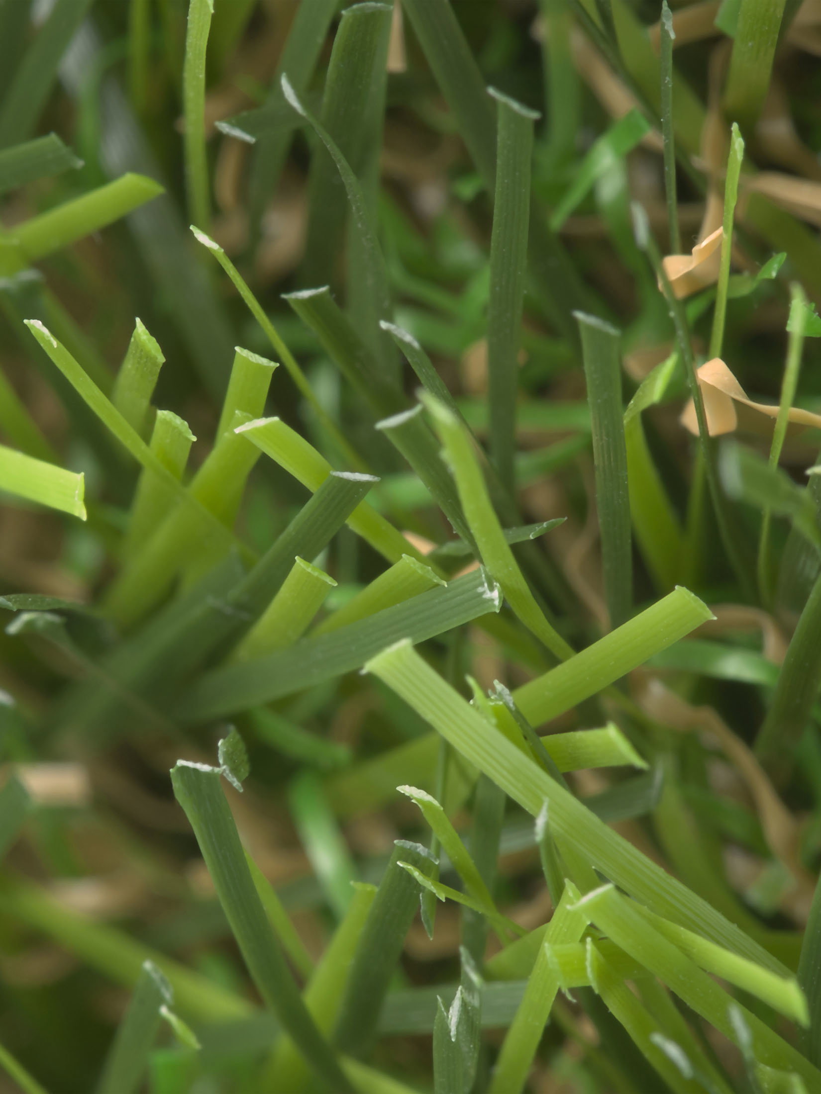 Naturale Green