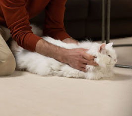 Person streichelt liegende, weiße Katze auf einem hellen Teppichboden in Wohnzimmer.