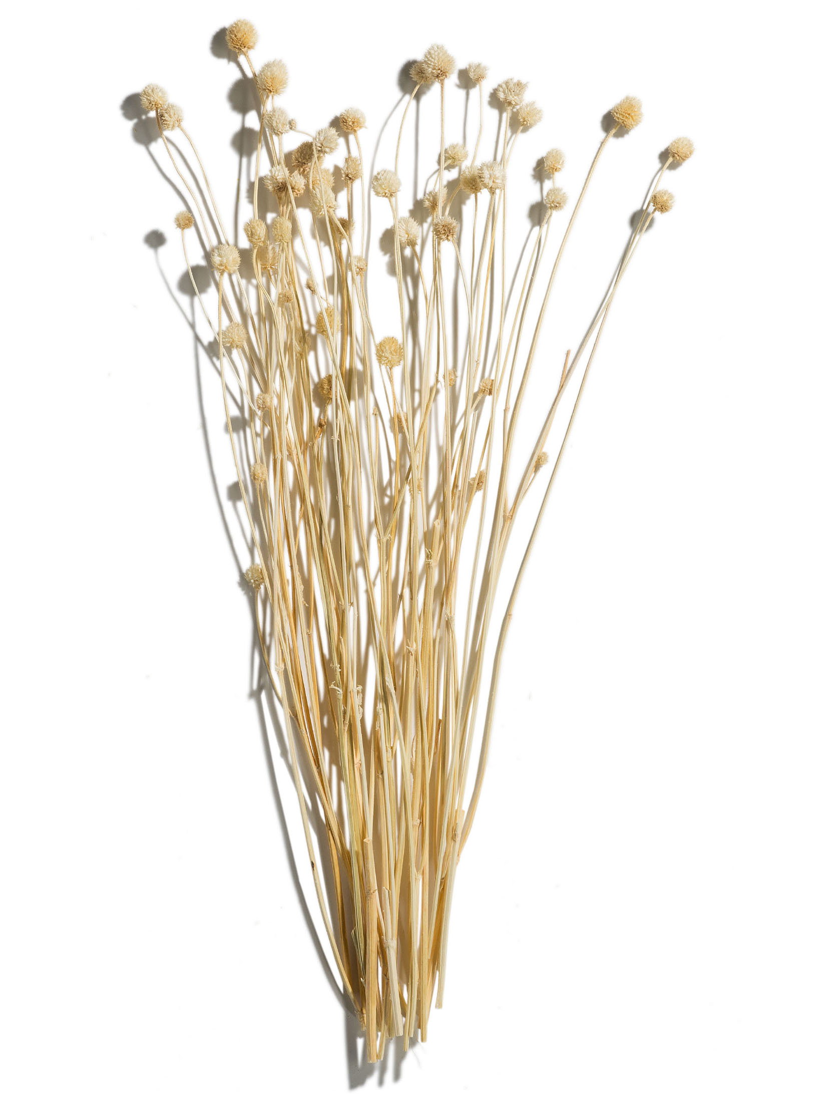 Phalaris