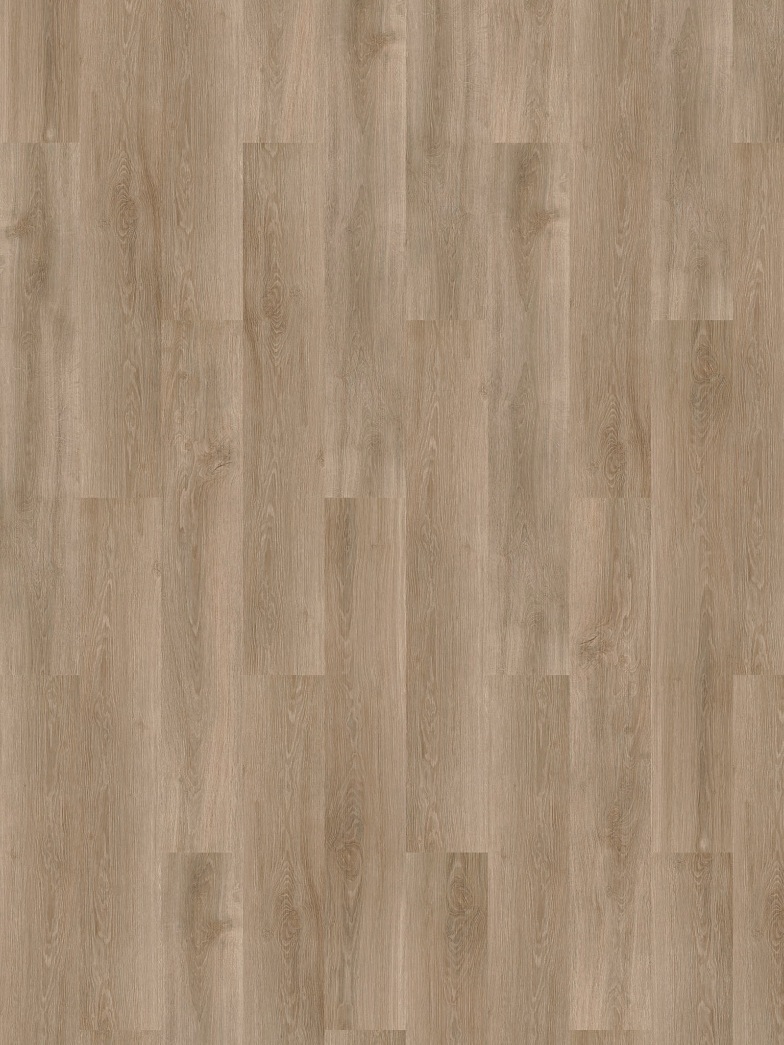 Forest Oak
