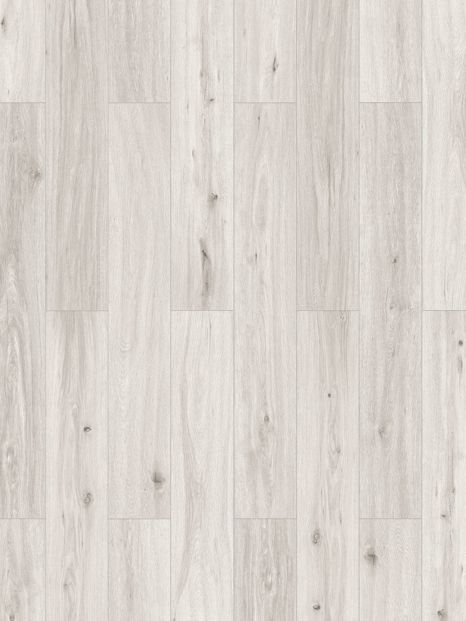 Pisa Oak
