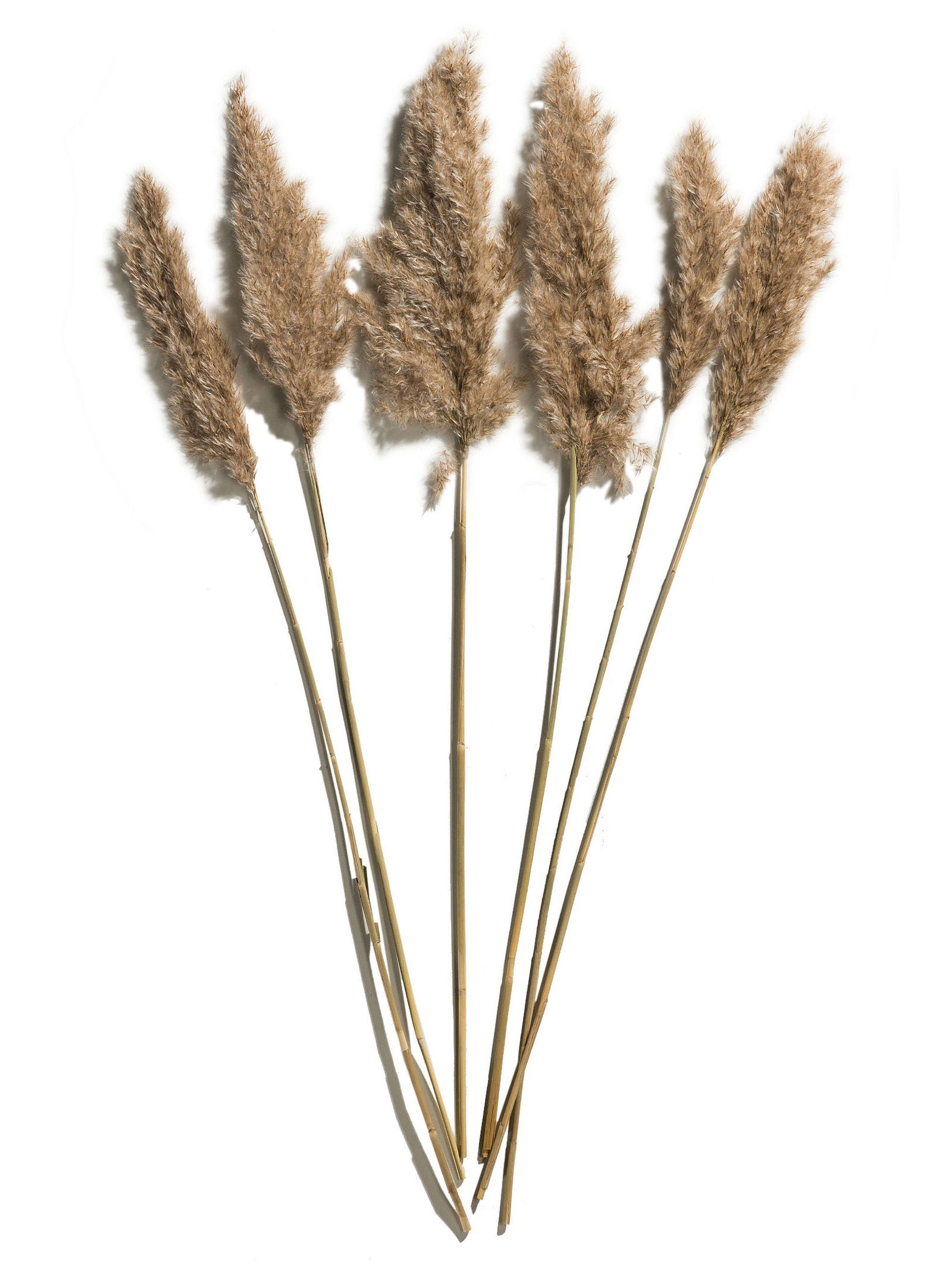 kirschlorbeer novita pflege Kirschlorbeer (50-70cm) 